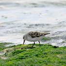 becasseau_sanderling_02-2