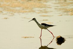 echasse_blanche_01 null