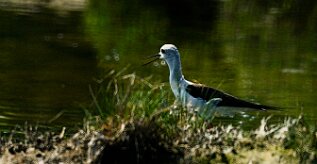 echasse_blanche_02-2 null