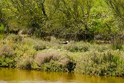 echasse_blanche_04 null