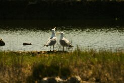 goeland_cendre_01 null