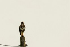 Buse variable_7D1_3157-2 null