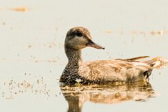 Canard Chipeau_7D1_3137-2 null