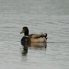 canard_colvert_03-2