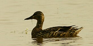 canard_colvert_05 null