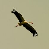 cigogne_blanche_04 null