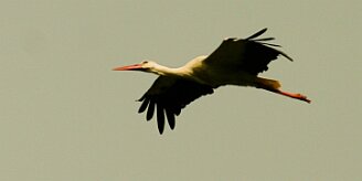 cigogne_blanche_05 null