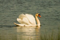 cygne_tubercule_01 null
