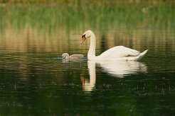cygne_tubercule_04 null
