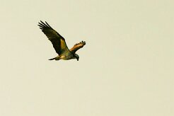 balbuzard_pecheur_100 null