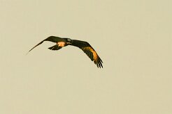 balbuzard_pecheur_101 null