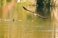 balbuzard_pecheur_115 null