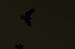 balbuzard_pecheur_85 null