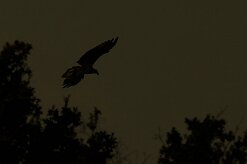 balbuzard_pecheur_86 null