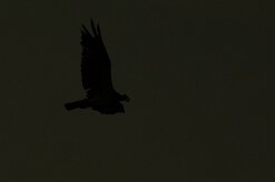 balbuzard_pecheur_88 null