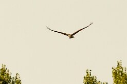 balbuzard_pecheur_89-2 null