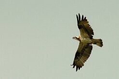 balbuzard_pecheur_90-2 null
