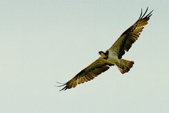 balbuzard_pecheur_91-2 null