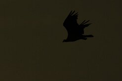 balbuzard_pecheur_92 null