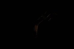 balbuzard_pecheur_93 null