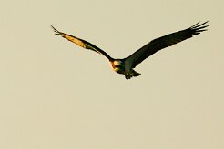 balbuzard_pecheur_95 null