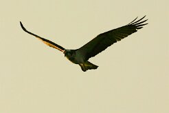 balbuzard_pecheur_97 null