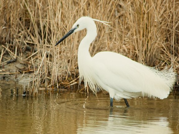 Camargue