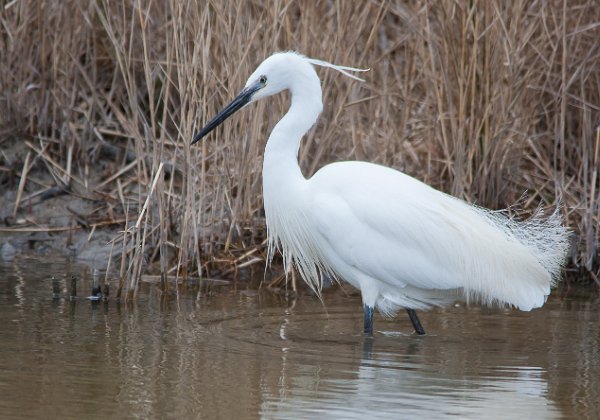 Camargue