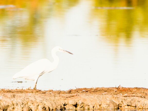 Le Teich