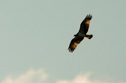 balbuzard_pecheur_98-2 null