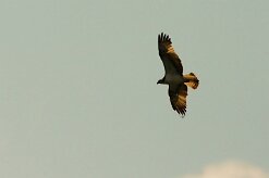 balbuzard_pecheur_99-2 null