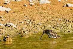 becassine_des_marais_01 null