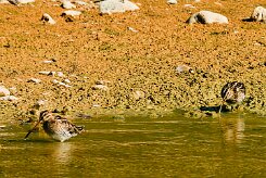 becassine_des_marais_02 null