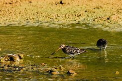 becassine_des_marais_03 null