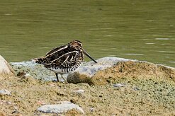 becassine_des_marais_06-2 null