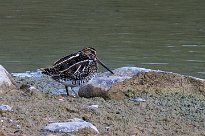 becassine_des_marais_06