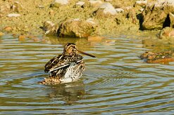 becassine_des_marais_11-2 null