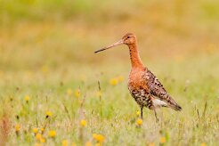 Barge à queue noire_132_0010-2 null