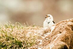 Bruant des neiges_085_9530-2 null