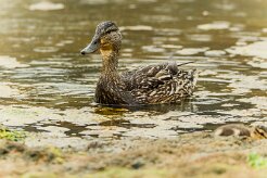 Canard colvert_152_0229-2 null