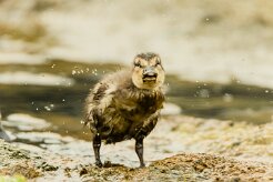 Canard colvert_153_0234-2 null