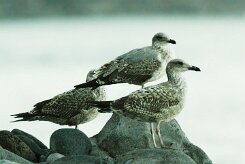 goeland_divers_18 null