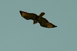 buse_variable_17 null