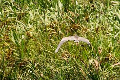 heron_pourpre_17 null