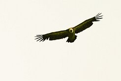 vautour_fauve_02 null