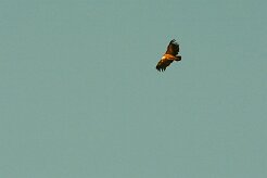vautour_fauve_05 null