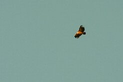 vautour_fauve_06 null