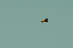 vautour_fauve_07 null