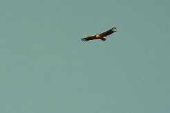 vautour_fauve_08 null