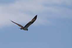 Balbuzard pêcheur _248463 null
